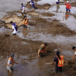 Sargazo en el Caribe mexicano: más algas, menos vida y agua contaminada