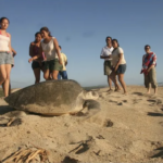 Contaminación afecta a playas de Vallarta y Acapulco antes del verano