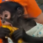 Denuncian a regidora por posesión ilegal de mono araña