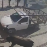 Toro se escapa y embiste a familia en Querétaro
